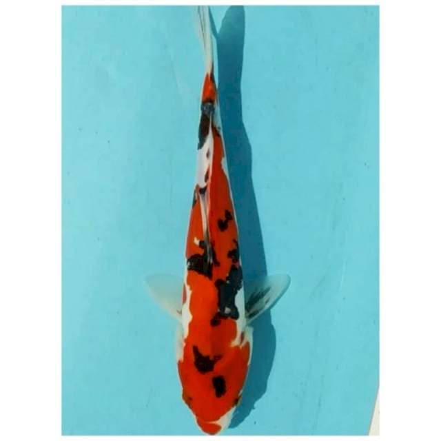 ~sanke doit 25cm