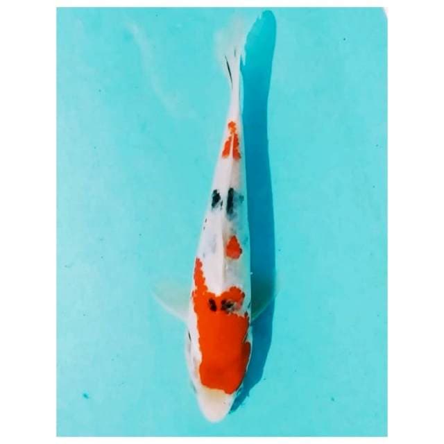 ~Sanke 23cm~