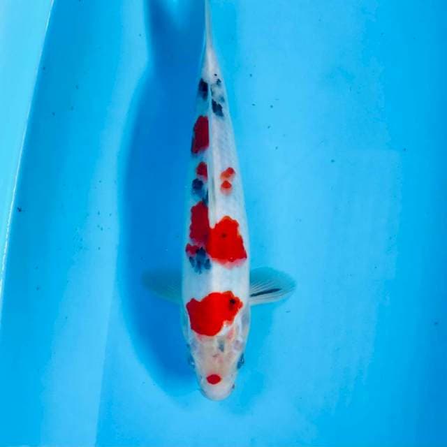 Sanke, 27 cm