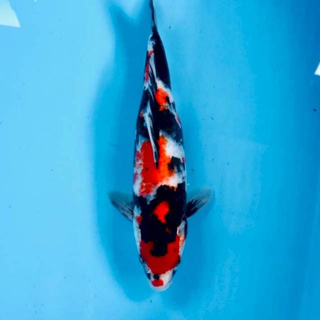 Showa, 29 cm