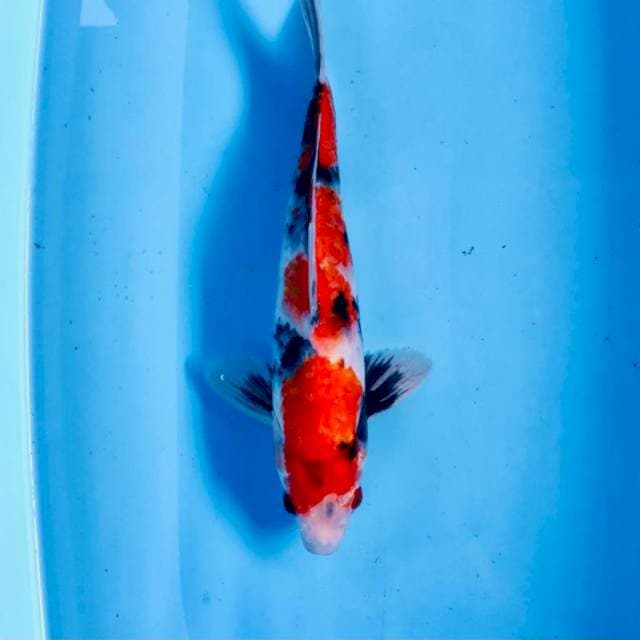 Showa, 28 cm
