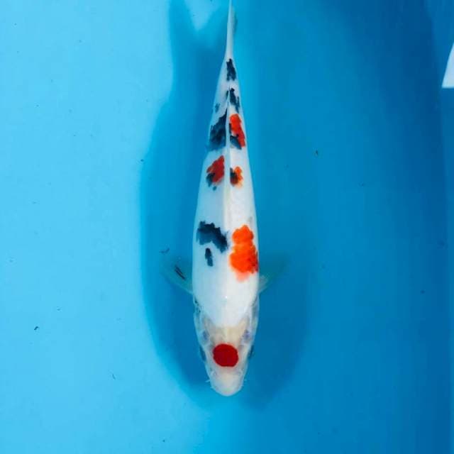 Sanke, 28 cm