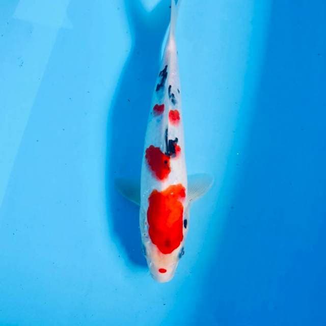 Sanke, 27 cm