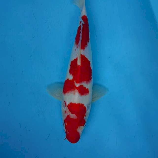 STRONG KOHAKU 35 cm