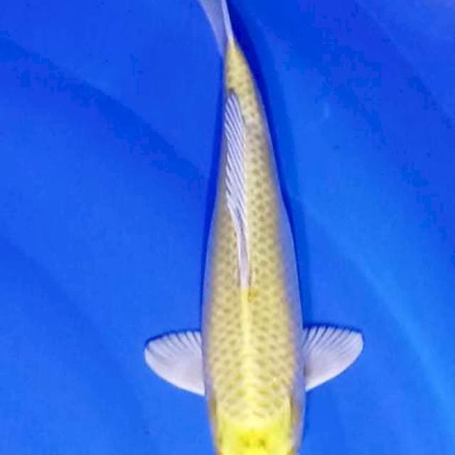 Ogon 