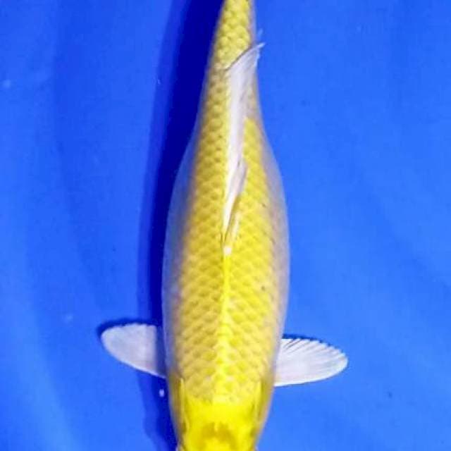 Ogon