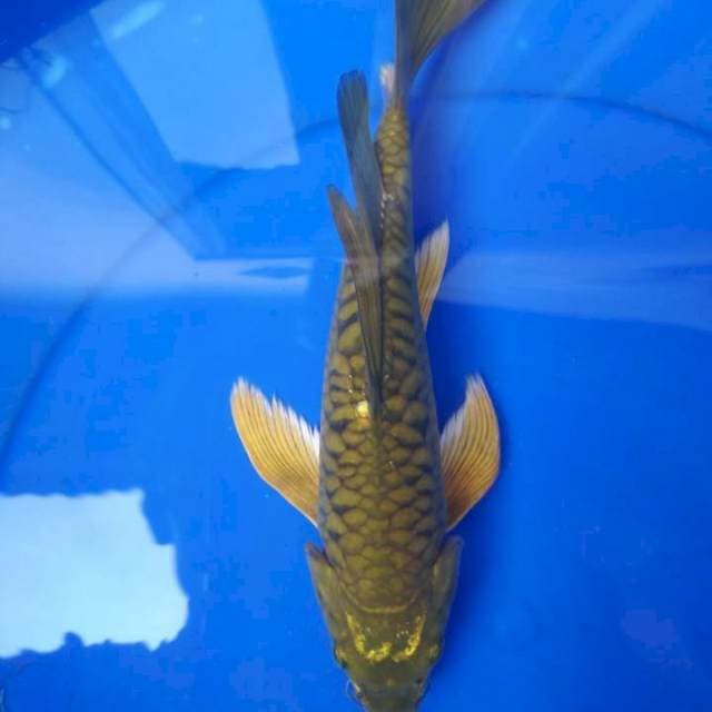 Kumpay 28cm