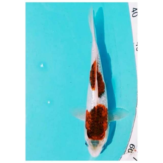~koromo ginrin 23cm~