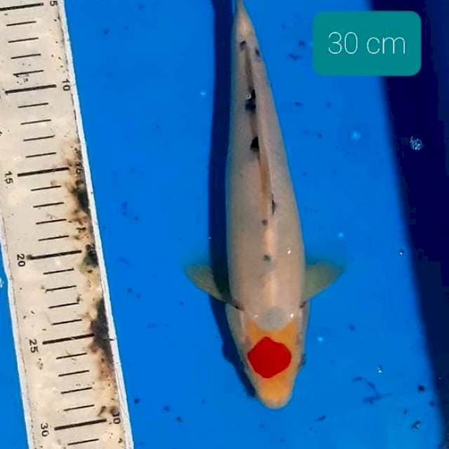 Tancho sanke 30 cm