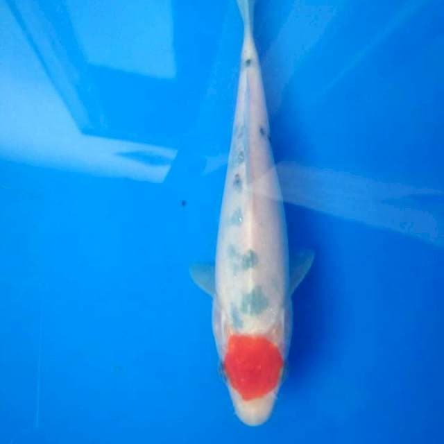 Tancho sanke 21 cm