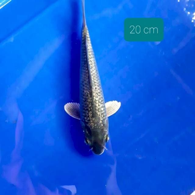 Soragoi 20 cm