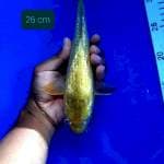 Midori 26 cm