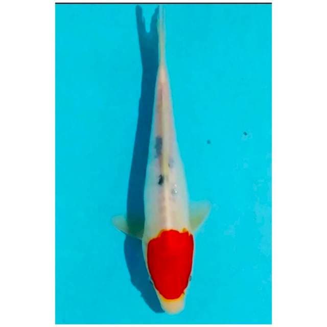 -tc sanke doitsu 26cm-