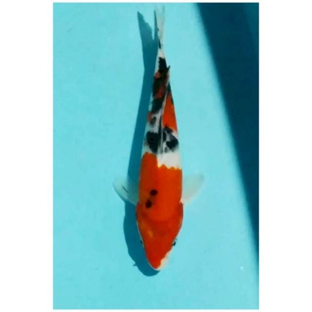 -sanke 21cm-