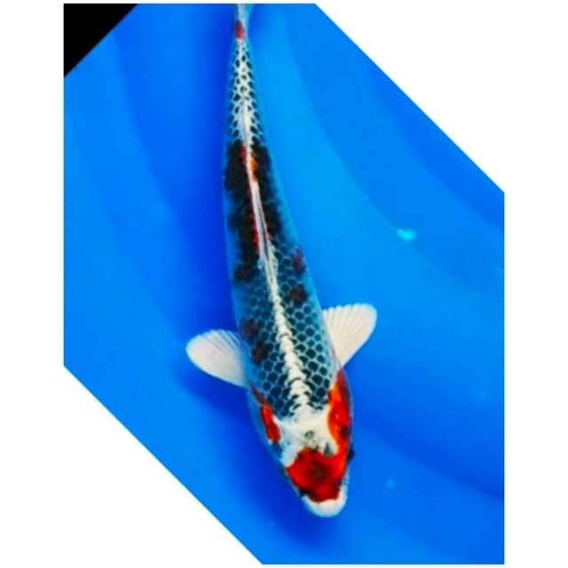 01# kujaku hikarinya 20cm.