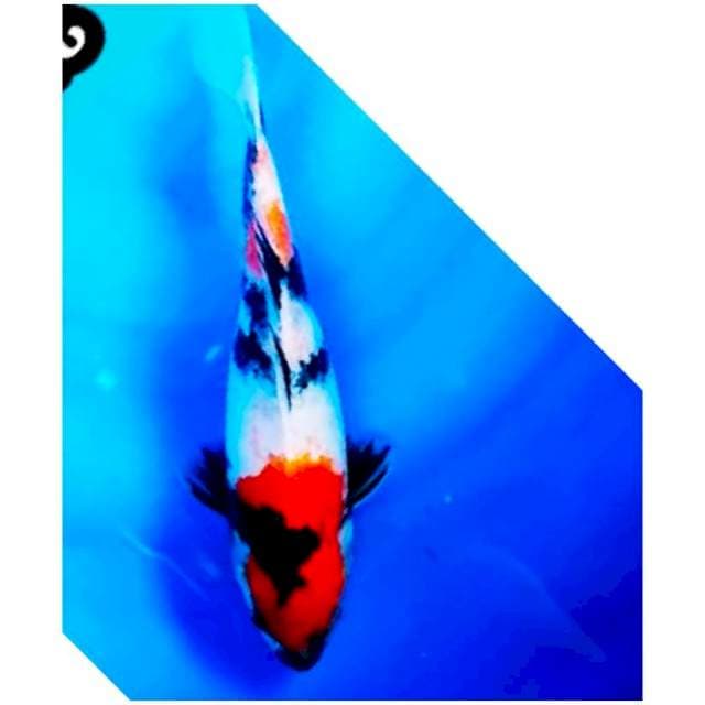 01# motogoronya showa 25cm.
