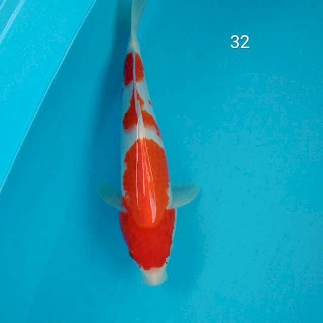 Kohaku step 3  HQ