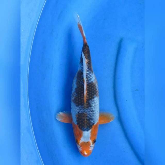 33cm - Asagi Short body