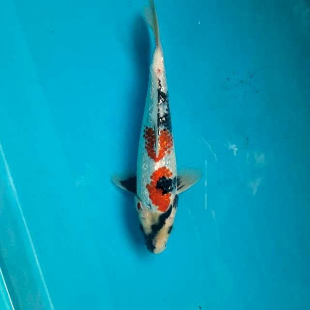 Showa ginrin 24cm M
