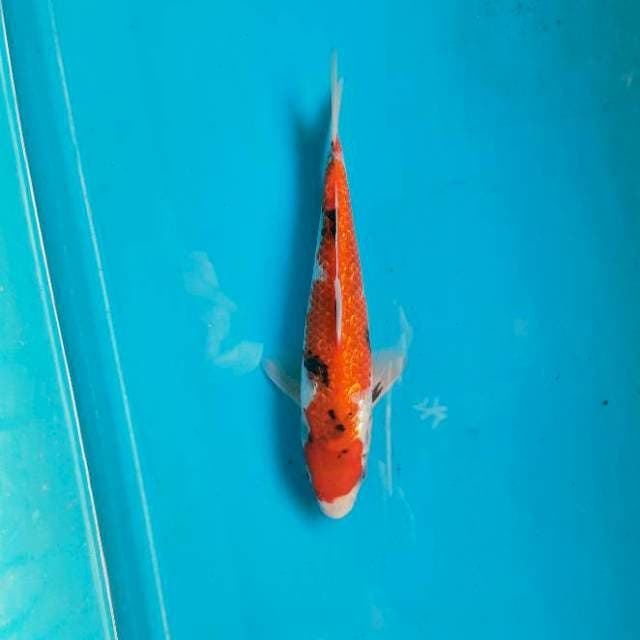 Hi showa ginrin 22cm M