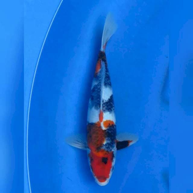 30cm - Showa F1 Tategoi
