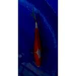 Strong Doitsu Kohaku Original 34cm (M)