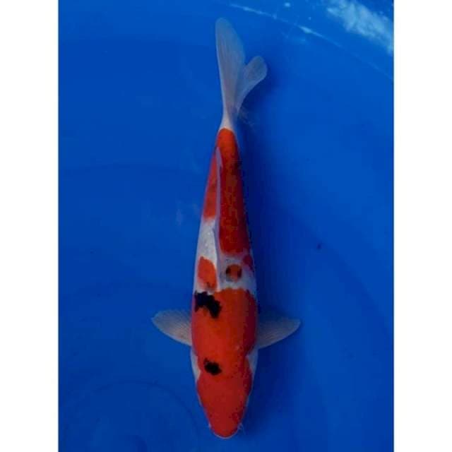 2Step Sanke Strong Original 27cm (M)