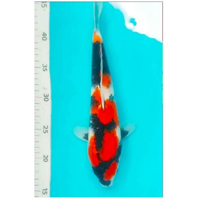 02#showa SQ 31cm