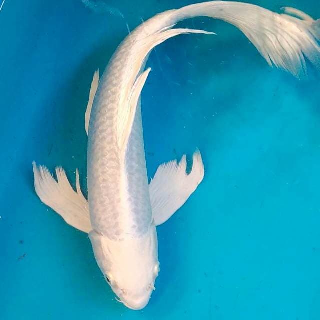Kumpay Platinum 35cm