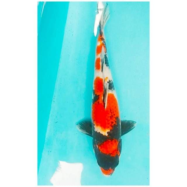 02#showa SQ 40cm