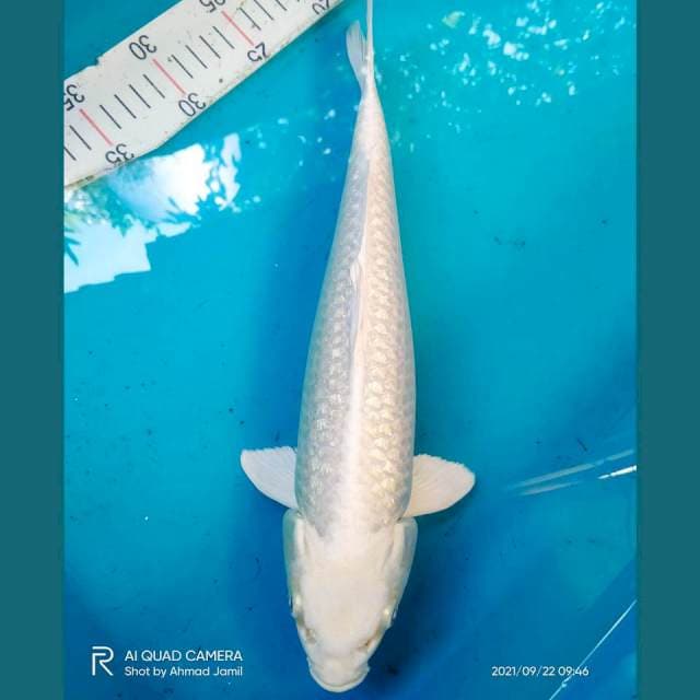 Platinum Ginrin 35cm