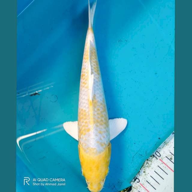 Hariwake 34cm