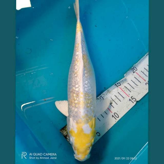 Hariwake Ginrin 35cm