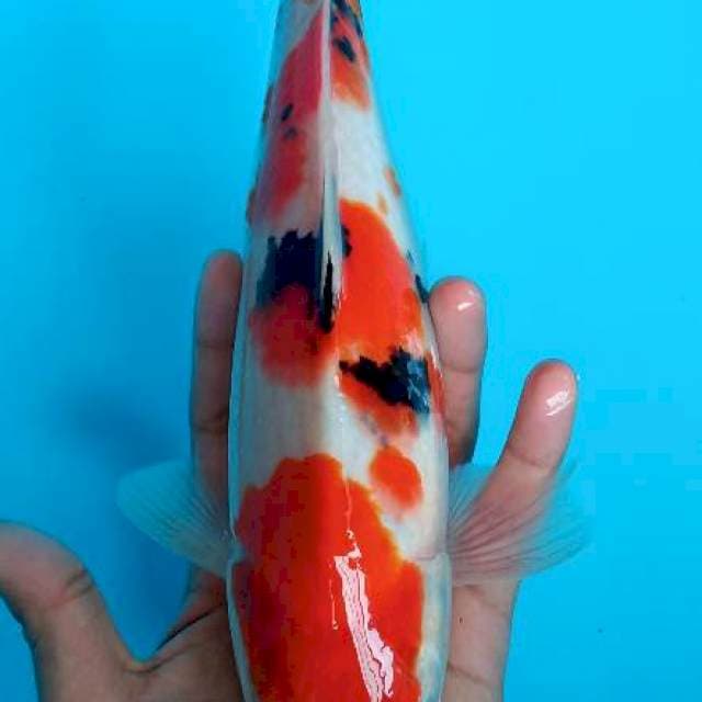 Shanke size 30cm