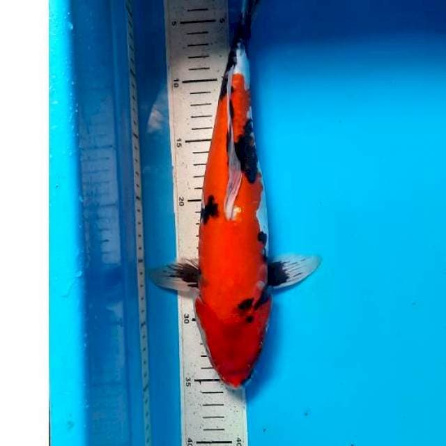Showa doit 36cm