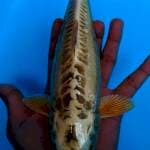 Mukasi aragoke ginrin 28cm