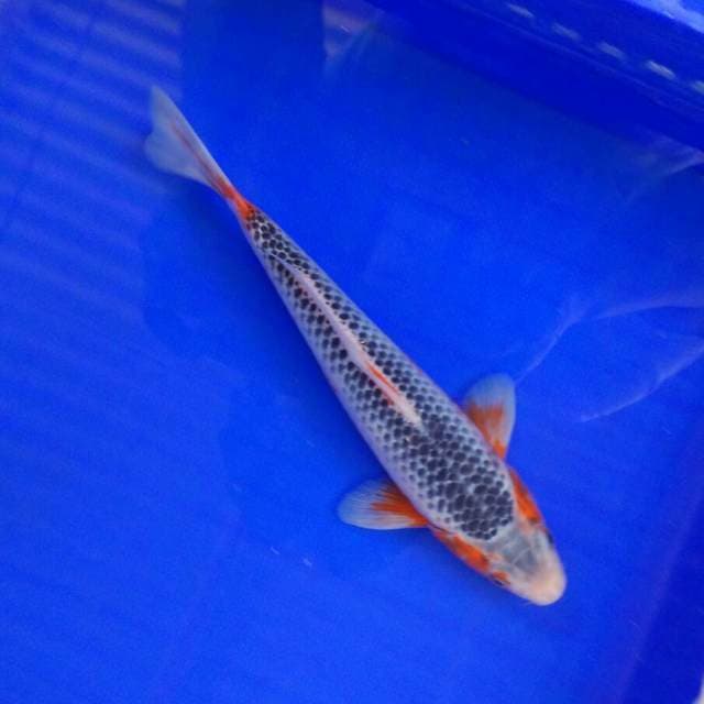 Ashoka 24cm