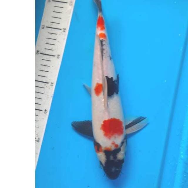 Kindai showa 34cm