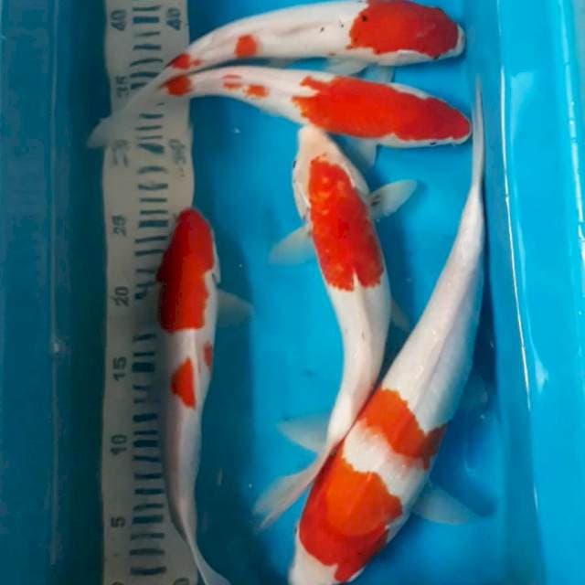 Mix 5 ekor 27-35 cm
