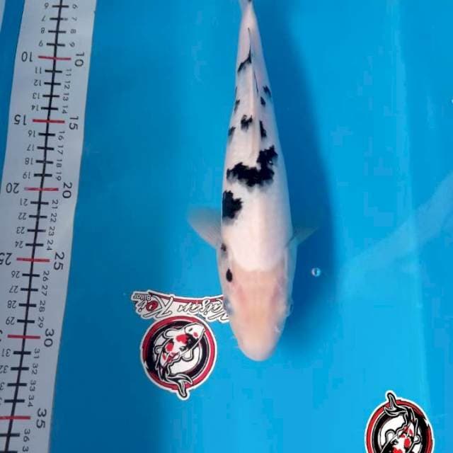 BEKKO - 30CM - JANTAN - KAISAR KOI BLITAR