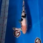 BEKKO - 30CM - JANTAN - KAISAR KOI BLITAR