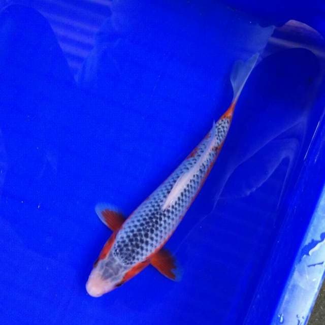 Ashoka B 22cm
