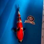 KINDAI SHOWA - 25CM - BETINA - KAISAR KOI BLITAR