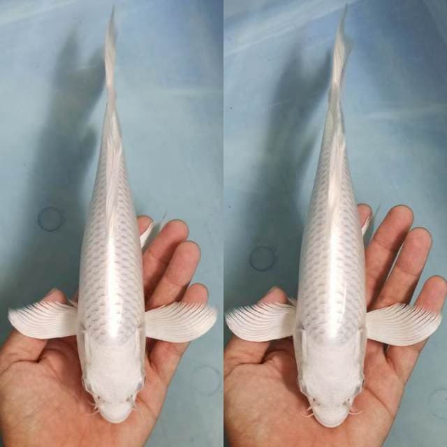 Kumpay platinum angel 25cm