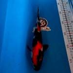 SHOWA - 24CM - BETINA - KAISAR KOI BLITAR