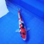 Sanke antik ky Showa, 18 cm