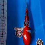 SANKE DOITSU - 29CM - BETINA - KAISAR KOI BLITAR