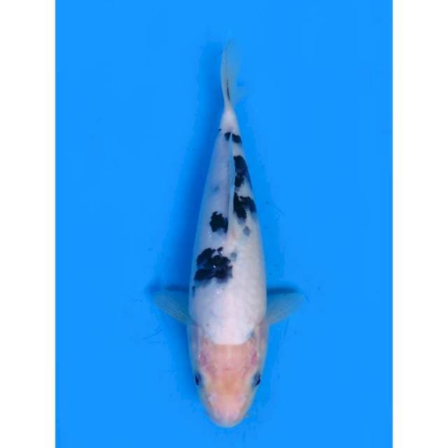 Bekko - 24cm