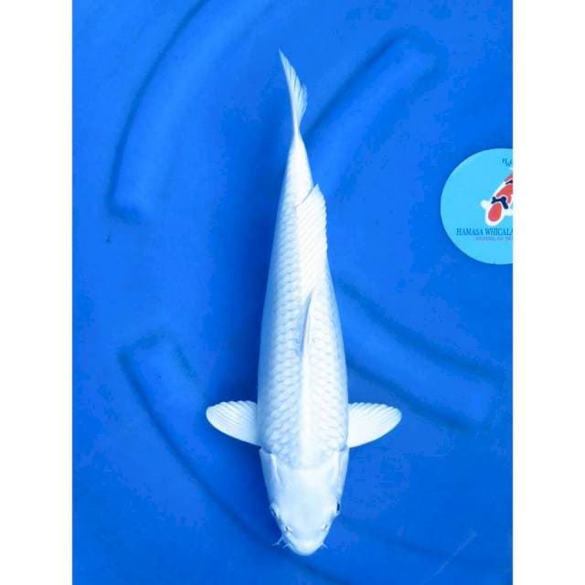 Platinum SQ - 36cm