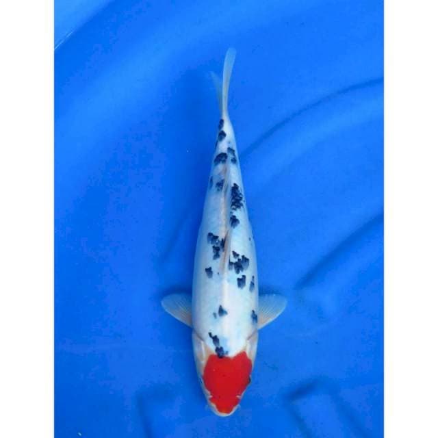 Tancho Sanke Ori - 34cm